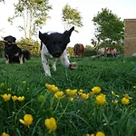 Kronenbergerhof Отель